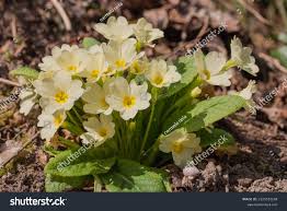 Attēlu rezultāti vaicājumam “Primulaceae”