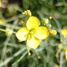 Attēlu rezultāti vaicājumam “Diplotaxis tenuifolia bud”