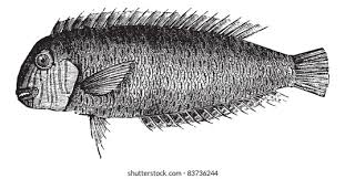 Image result for Xyrichtys novacula