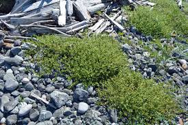 Attēlu rezultāti vaicājumam “Honckenya peploides bud”