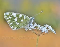 Attēlu rezultāti vaicājumam “Pontia edusa underside”