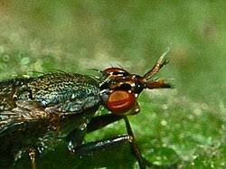 Attēlu rezultāti vaicājumam “Coremacera marginata”