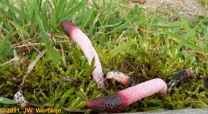 Attēlu rezultāti vaicājumam “Mutinus ravenelii”