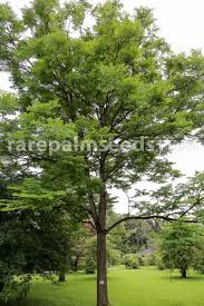 Attēlu rezultāti vaicājumam “Gymnocladus dioicus”