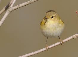 Image result for Phylloscopus ibericus