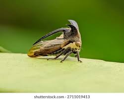 Attēlu rezultāti vaicājumam “Centrotus cornutus”