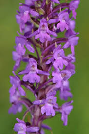 Attēlu rezultāti vaicājumam “Gymnadenia conopsea flower”