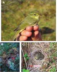 Image result for Phylloscopus borealis