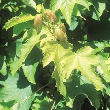 Attēlu rezultāti vaicājumam “Acer pseudoplatanus leaf”