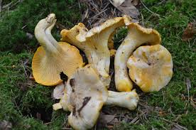 Attēlu rezultāti vaicājumam “Cantharellus cibarius”