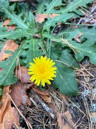 Attēlu rezultāti vaicājumam “Hypochaeris radicata”