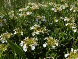 Attēlu rezultāti vaicājumam “Diderma montanum”