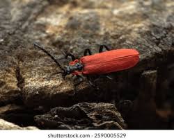 Attēlu rezultāti vaicājumam “Lycidae”