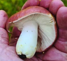 Attēlu rezultāti vaicājumam “Russula vesca”