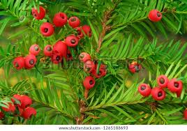 Attēlu rezultāti vaicājumam “Taxus baccata fruit”