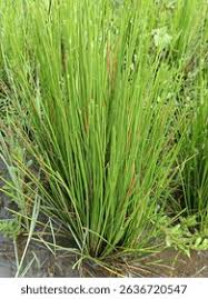 Attēlu rezultāti vaicājumam “Juncus capitatus fruit”