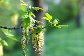 Attēlu rezultāti vaicājumam “Fraxinus excelsior bud”
