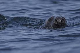 Image result for Halichoerus grypus