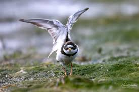 Attēlu rezultāti vaicājumam “Charadrius hiaticula adult”