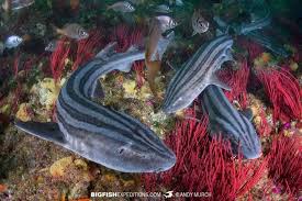 Image result for Poroderma africanum