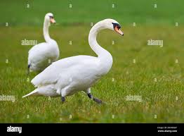 Attēlu rezultāti vaicājumam “Cygnus olor”