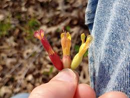 Attēlu rezultāti vaicājumam “Aesculus x hybrida bud”