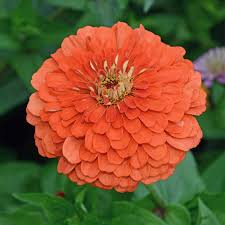 Image result for Zinnia elegans