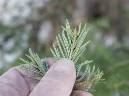 Attēlu rezultāti vaicājumam “Pseudotsuga menziesii flower”