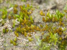 Attēlu rezultāti vaicājumam “Acaulon muticum”