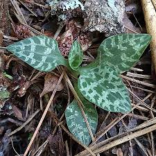 Attēlu rezultāti vaicājumam “Goodyera repens bud”
