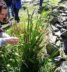 Attēlu rezultāti vaicājumam “Gladiolus imbricatus fruit”