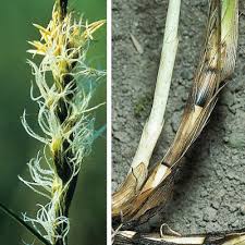 Attēlu rezultāti vaicājumam “Carex disticha”