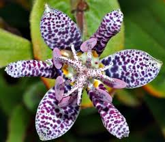 Image result for Tricyrtis `Black Beauty`