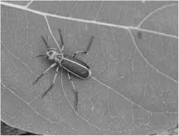 Attēlu rezultāti vaicājumam “Meloe sp. imago”