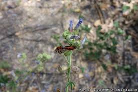 Attēlu rezultāti vaicājumam “Pyrrhocoris apterus imago”
