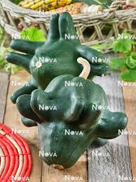 Attēlu rezultāti vaicājumam “Cucurbita pepo fruit”