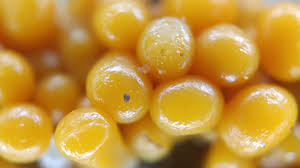 Attēlu rezultāti vaicājumam “Oligonema persimile macro”