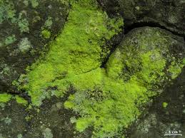 Attēlu rezultāti vaicājumam “Chaenotheca furfuracea”