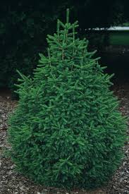 Attēlu rezultāti vaicājumam “Picea abies”