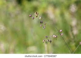 Attēlu rezultāti vaicājumam “Briza media bud”