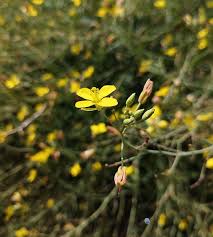 Attēlu rezultāti vaicājumam “Diplotaxis tenuifolia leaf”