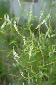 Attēlu rezultāti vaicājumam “Melilotus officinalis leaf”
