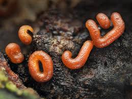 Attēlu rezultāti vaicājumam “Hemitrichia sordivesiculosa macro”