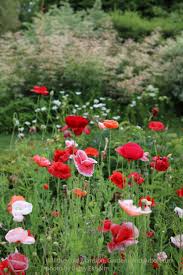 Image result for Papaver rhoeas 'Shirley'