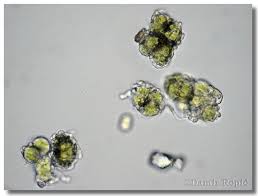 Attēlu rezultāti vaicājumam “Pleurococcus vulgaris”