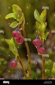 Attēlu rezultāti vaicājumam “Vaccinium myrtillus flower”