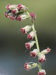 Attēlu rezultāti vaicājumam “Artemisia vulgaris bud”