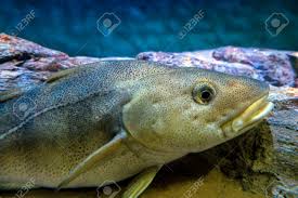 Image result for Gadus morhua