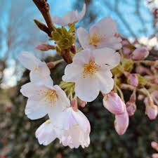 Attēlu rezultāti vaicājumam “Prunus (bird-cherry tree)”