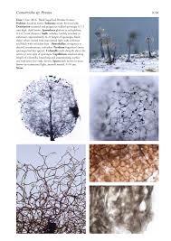 Attēlu rezultāti vaicājumam “Comatricha sp.”